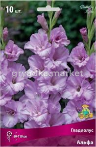 Гладиолус Альфа 10шт 10-12