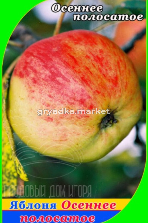 Яблоня Осеннее полосатое (V13) (ПДИ) (Питомник Плодовый Дом)