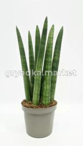 Сансевиерия цилиндрическая Стрэйт, пал. (D-9)