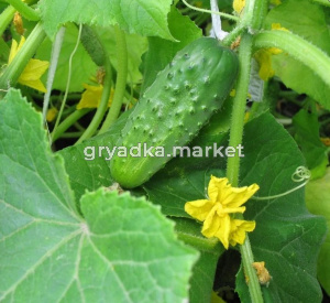 Скриншот 31-10-2024 102322