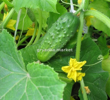 Скриншот 31-10-2024 102322