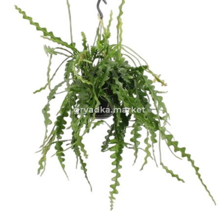 Подвесной горшок Epiphyllum Anguliger 15см