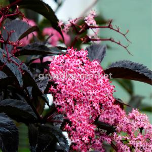 Бузина черная Блэк Бьюти C5 1