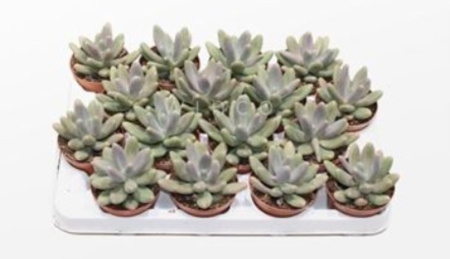 Пахифитум Даймонд, комп. (D-9)