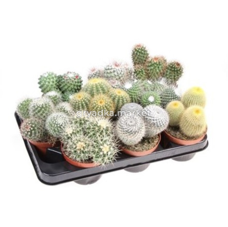 Кактус Болл микс С10,5 Н15