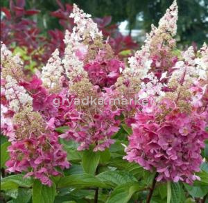 Гортензия метельчатая  Пинки Винки С3 СП-22