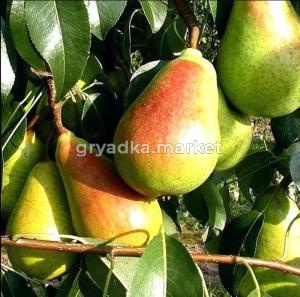 Груша Кафедральная (Питомник ВН)