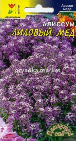 Алиссум Лиловый мед Цвет.сад