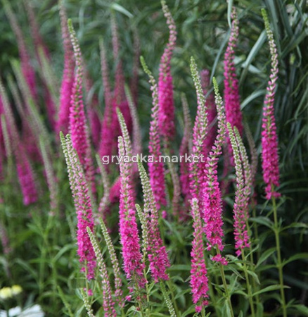 Вероника колосистая 