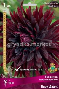 Георгина полукактусовая Блэк Джек (насыщенно-бордовый,центр почти чёрный,диаметр цветка 20см,1шт, I)