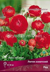 Лютик азиатский Ред 10шт (45-50 см, цветки полумахровые розовые, 7-8)