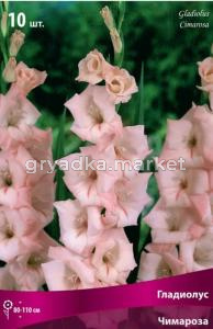 Гладиолус Чимароза 10шт 10-12