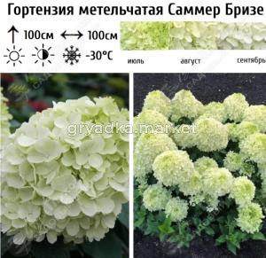 Гортензия метельчатая Саммер Бризе С3 ГлХ 