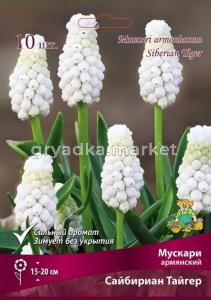 Мускари армянский Сайбириан Тайгер 10шт (небесно-голубой, 6-7, h20см)