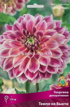 Георгина декоративная Темпл ов Бьюти