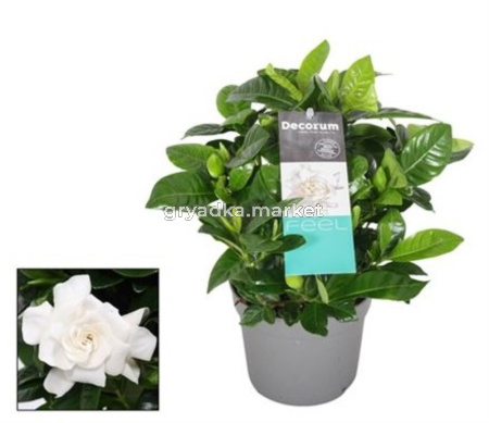 Gardenia Jasminoides (decorum)
