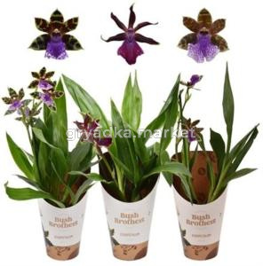 Зигопеталум 1-я Смесь 4+ 12см