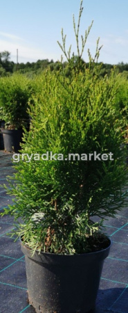 Туя западная Смарагд (Thuja occ. Smaragd С3)