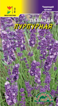 Лаванда Пурпурный ковер 5шт Мн 40см (Цвет сад)