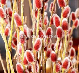 Ива тонкостолбиковая (Salix gracilistyla Mt. Aso®) C-4 Н60-70 