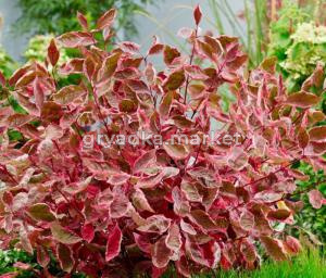 Дерен белый Миракл 20-40 С3 НВрп-22