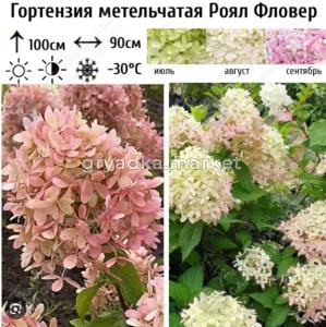 Гортензия метельчатая Роял Фловер С45 ГлХ