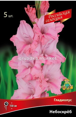 Гладиолус крупноцветковый Небоскрёб 5шт (пурпурный окрас, 12-+)