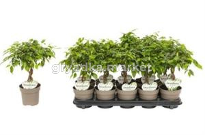 Фикус Бенжамина Тарана с закрученным стеблем С12 Н40