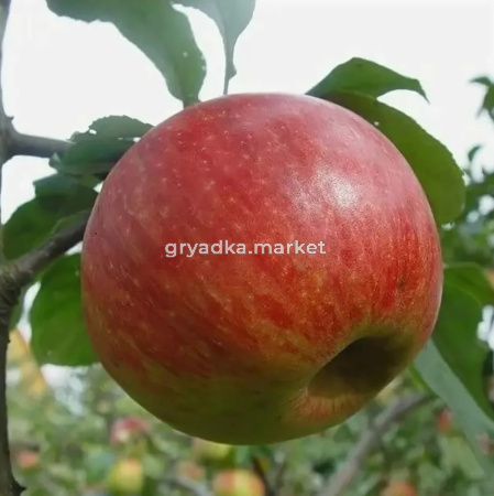 Яблоня Коричное новое (Питомник ВН)