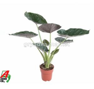 Alocasia Wentii (no Gap)