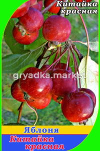 Яблоня декоративная Китайка красная на штамбе 2017 гп пакет-горшок