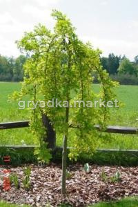 Карагана древовидная (Caragana arborescens Pendula) C10 Pa Н140 - 160