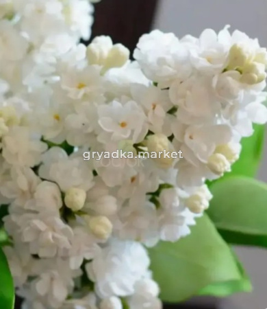 Сирень Память о Колесникова С7,5 (Питомник Плодовый Дом)