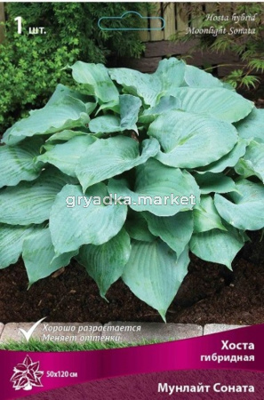 Хоста гибридная Мунлайт Соната (плотные листья ребристые, чашевидные, волнистые по краю, 1шт, I)