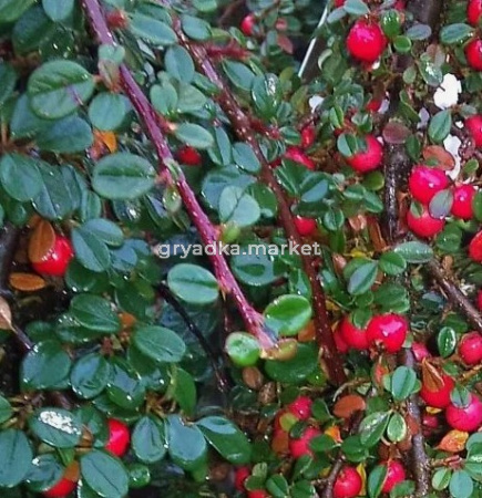 Скриншот 21-04-2026 132740