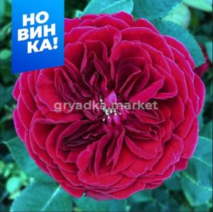 Роза Тесс 1шт чайно-гибридная (Сем Алт)