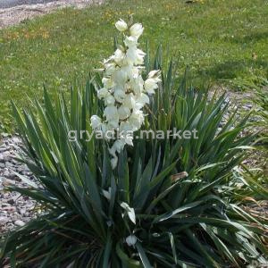 Юкка сизая (Yucca glauca) С2 Н20-25 