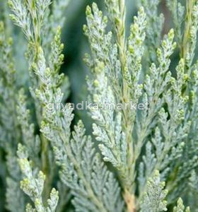 Можжевельник скальный Монглоу (Juniperus scop. Moonglow С3)