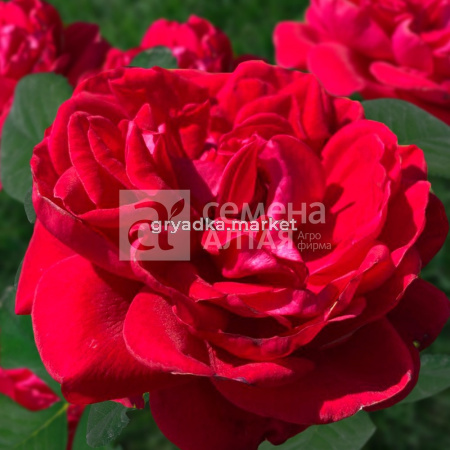 Роза Флорентина 1шт (Сем Алт)