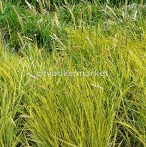 Лисохвост луговой Aureovariegatus С3 (Питомник Малахит)