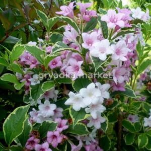 Вейгела цветущая Нана Вариегата v2 Lav