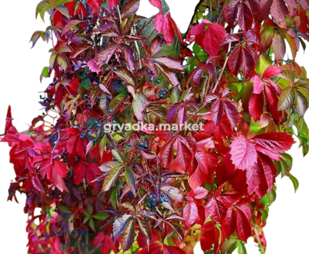 Скриншот 31-03-2025 131929-Photoroom (1)