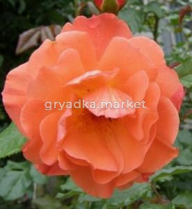 Скриншот 14-04-2026 142658