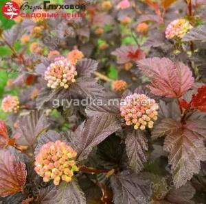 Пузыреплодник калинолистный Меджикал Свит Черри Ти С3 ГлХ