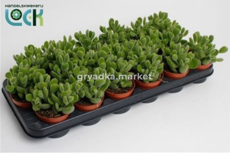 Котиледон Ледисмитиензис С8,5 Н15