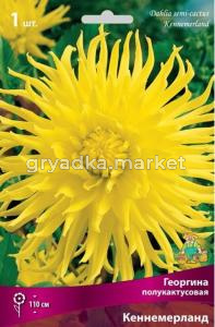Георгина Кеннемерланд 1шт