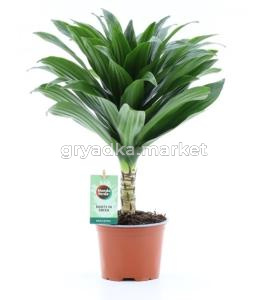 Драцена Джанет Крейг Compacta On Stem	12см