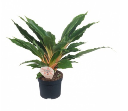 Хлорофитум Грин Оранж, комп. (D-12) Хлорофитум Грин Оранж, комп. (D-12)