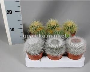 Кактус Болл микс С8,5 Н5