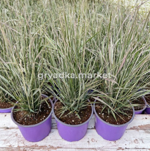 Вейник остроцветковый Овердам (Лавандовая ферма)